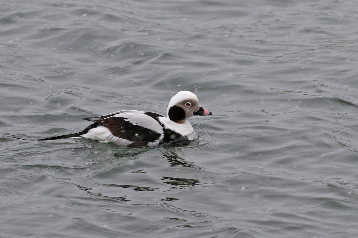 Long-tailed Duck - Charley Hesse TROPICAL BIRDING