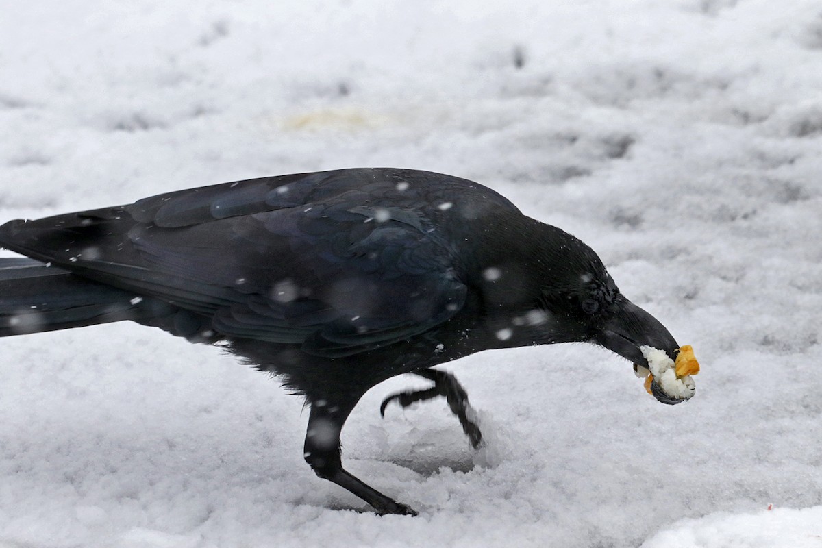 Large-billed Crow (Large-billed) - ML206403461