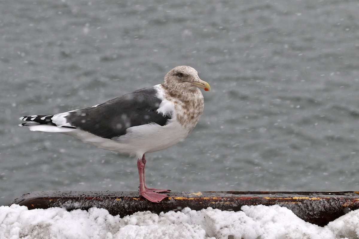 Slaty-backed Gull - Charley Hesse TROPICAL BIRDING