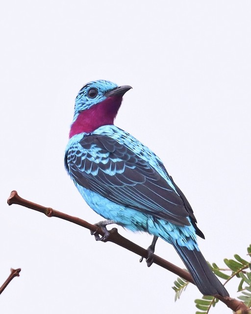 Original Watercolor Painting Spangled Cotinga Bird Art (Mini ATC ACEO