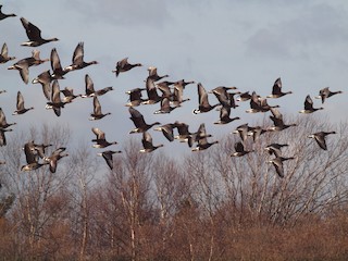 Greater White-fronted Goose, ML206406501