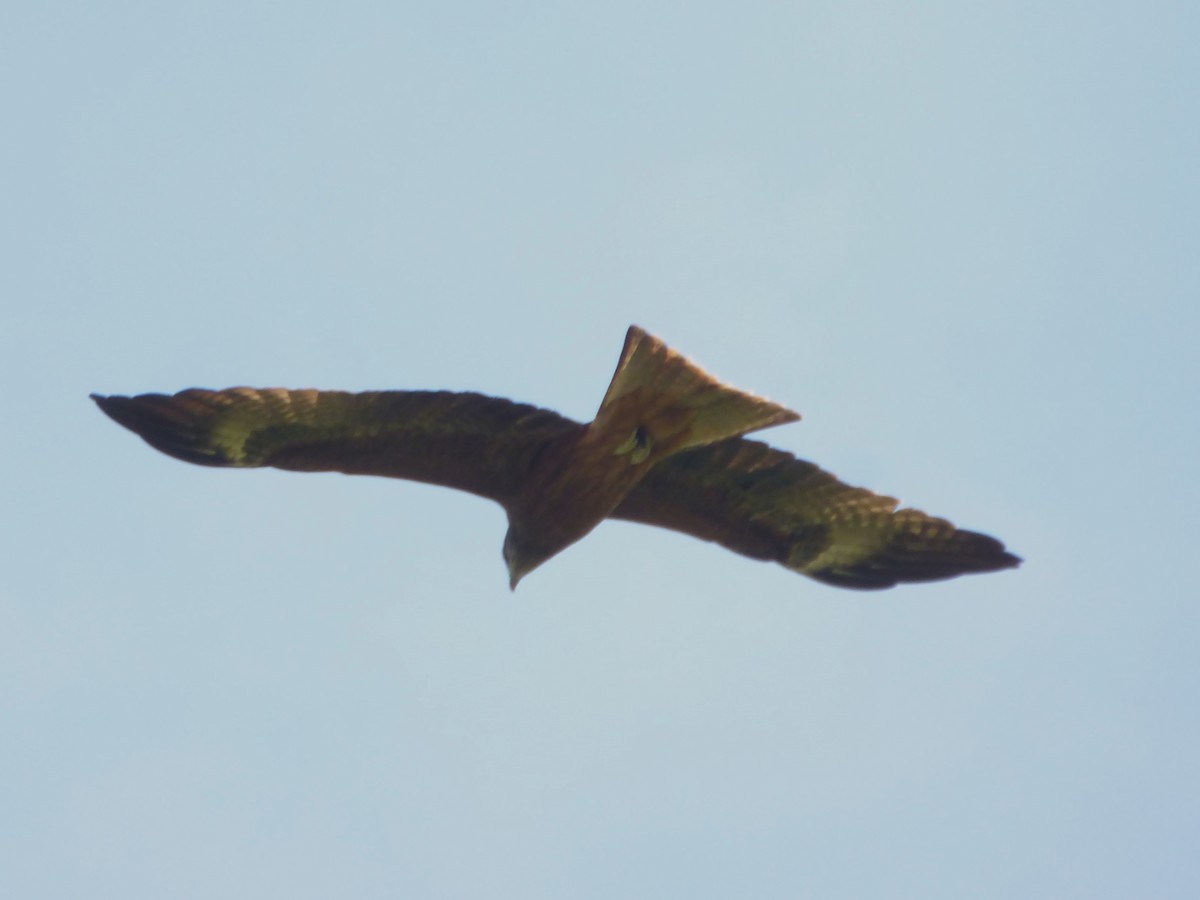 Black Kite (Black-eared) - ML206407341