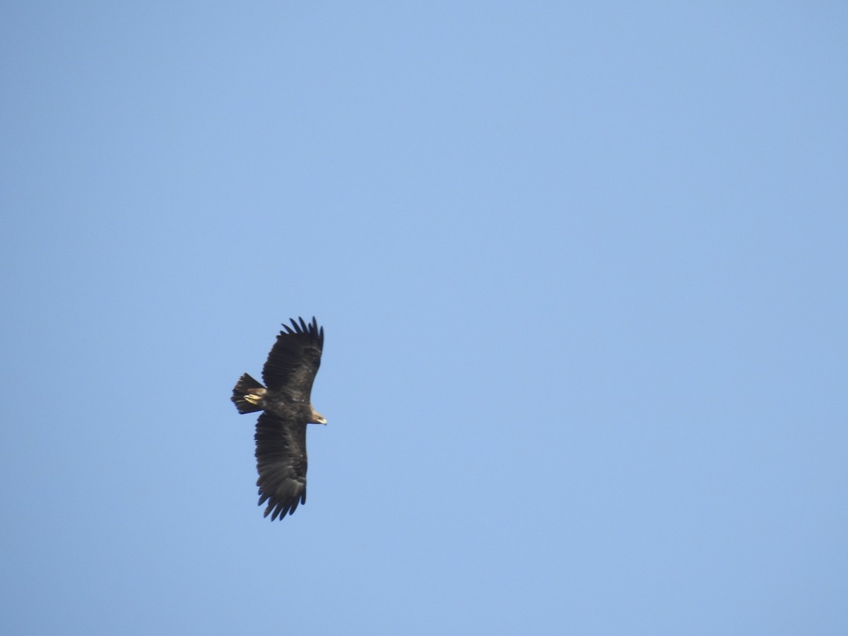 Greater Spotted Eagle - ML206408071