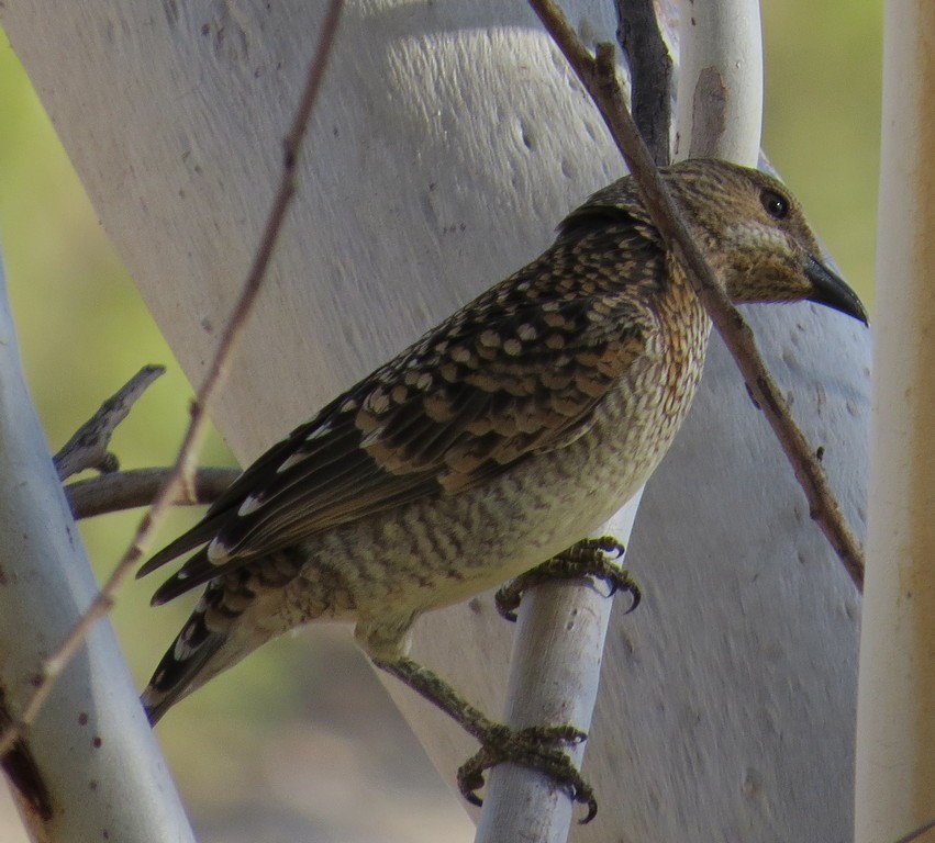 Spotted Bowerbird - ML206408571