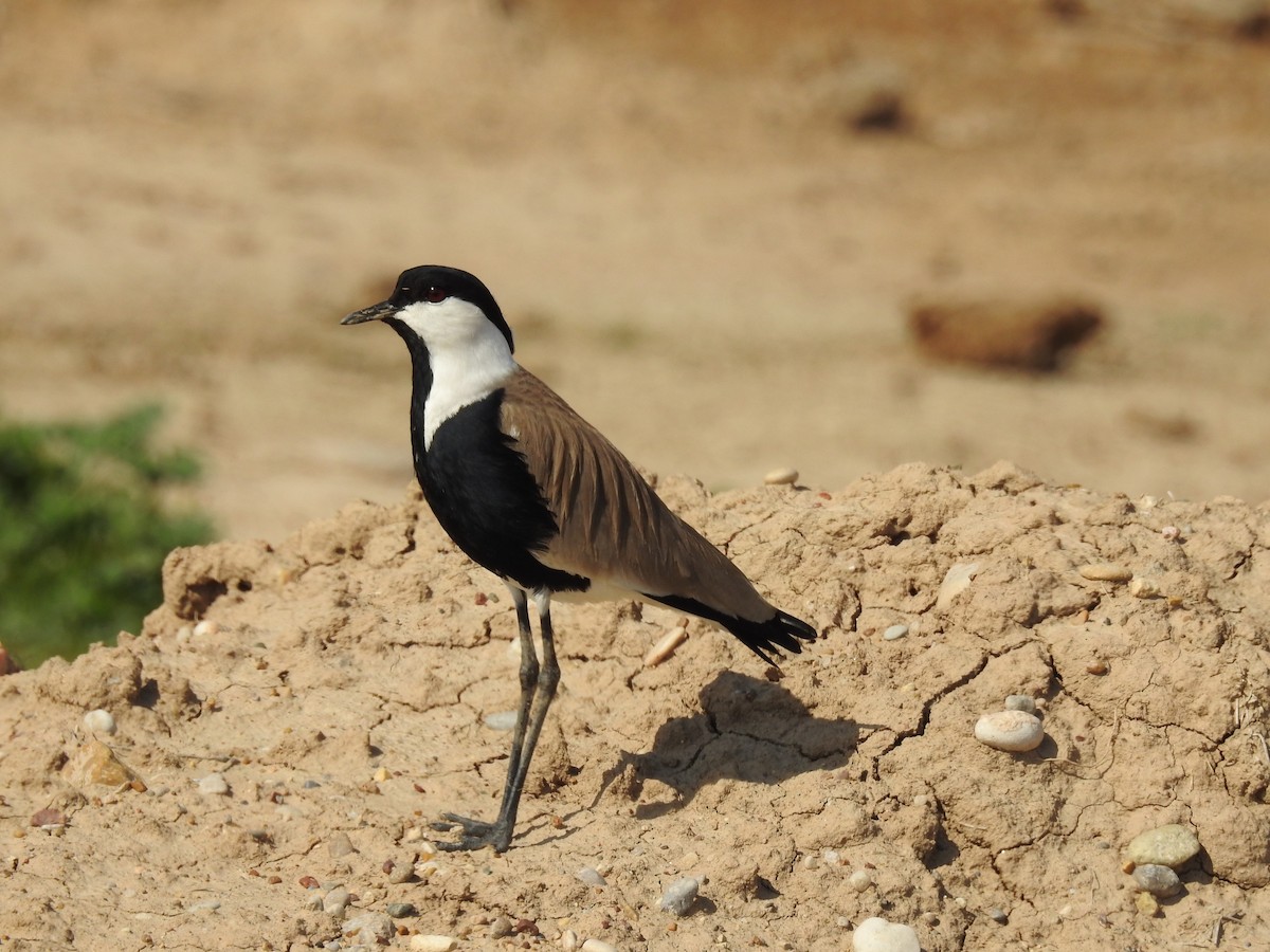 Spur-winged Lapwing - ML206409861