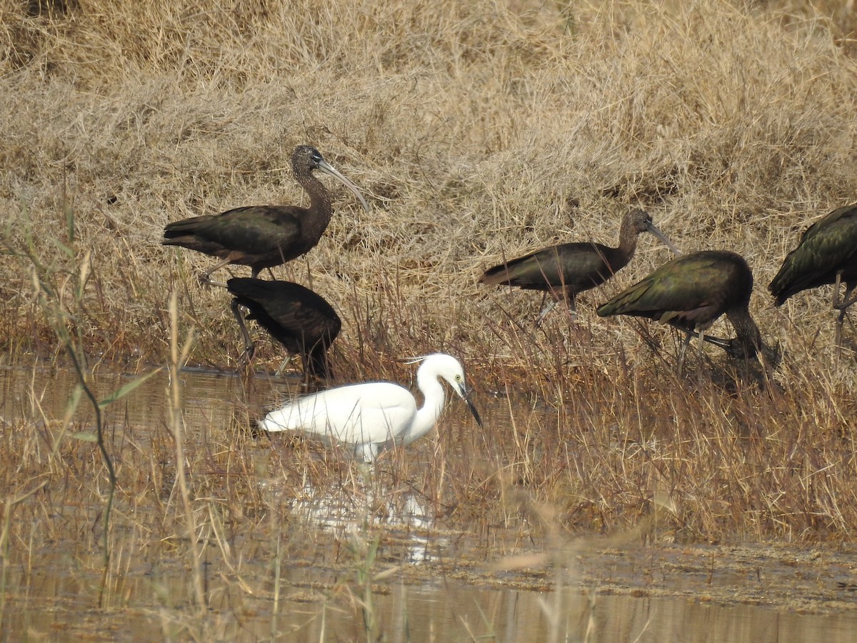 ibis hnědý - ML206410041