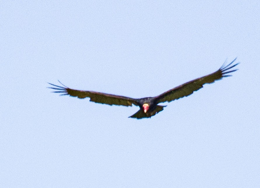 Turkey Vulture - ML206411001