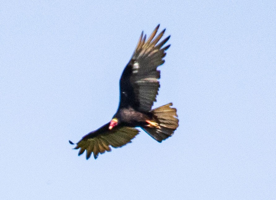 Turkey Vulture - ML206411011