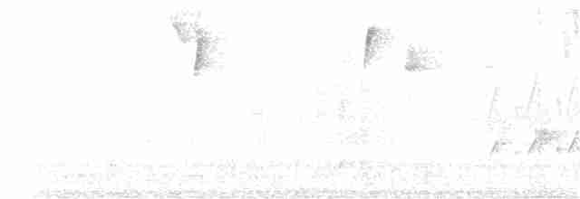 Eufonia Piquigruesa (melanura/crassirostris) - ML206411971