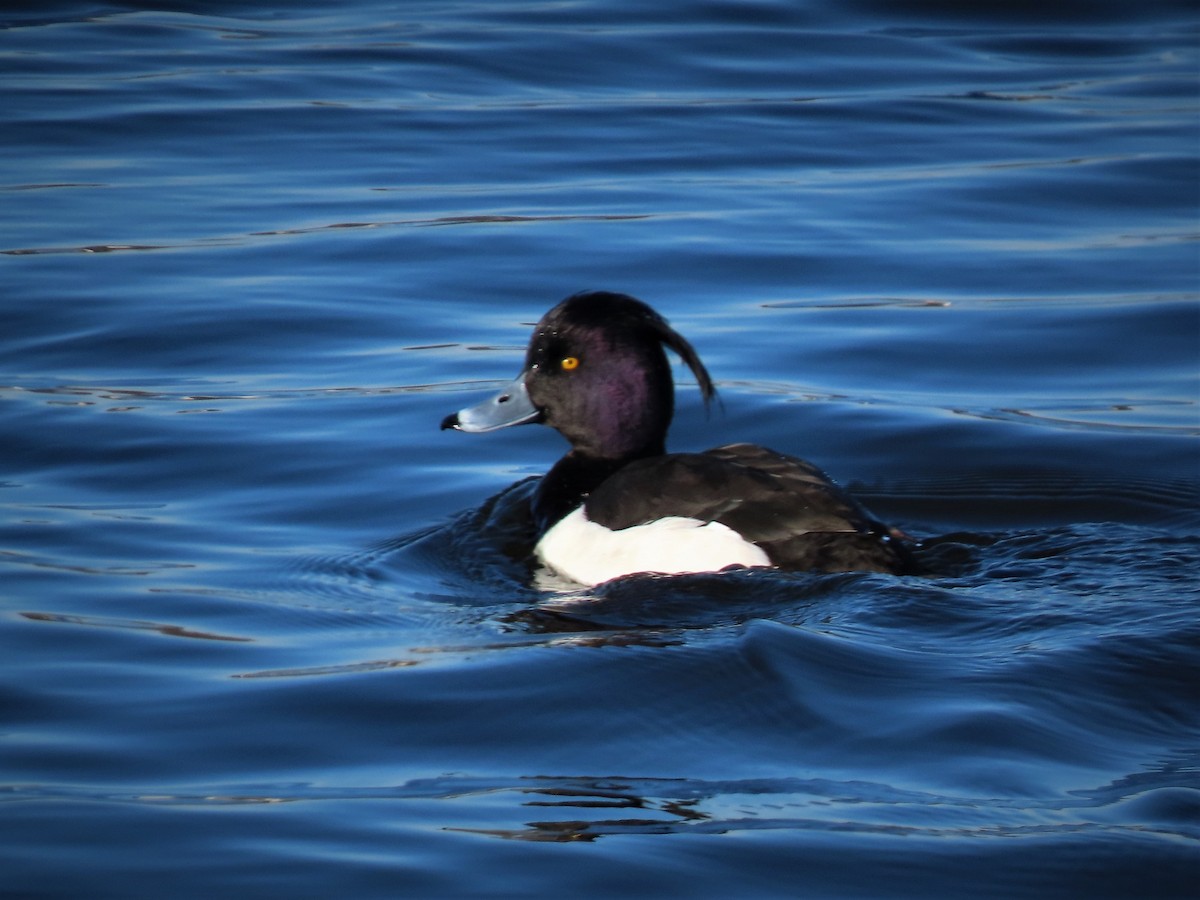 Tufted Duck - ML206416041