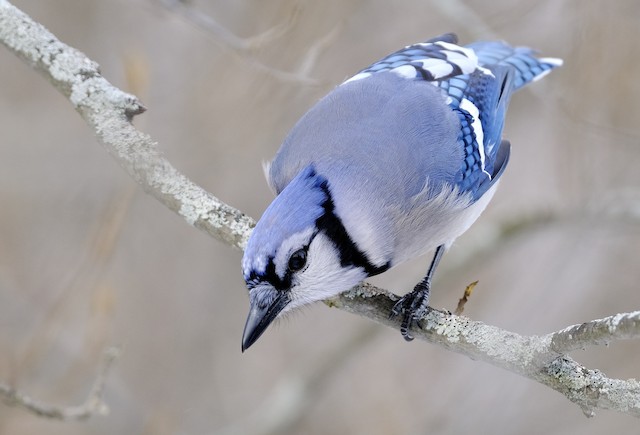 Blue Jay - Vermont eBird