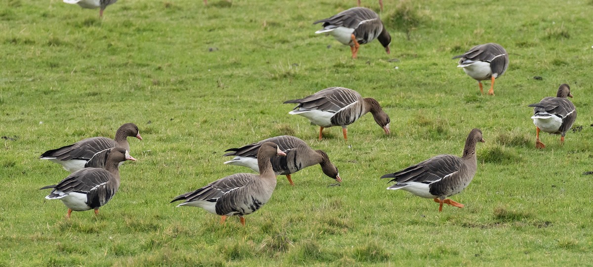 Greater White-fronted Goose (Eurasian) - Peter Kennerley