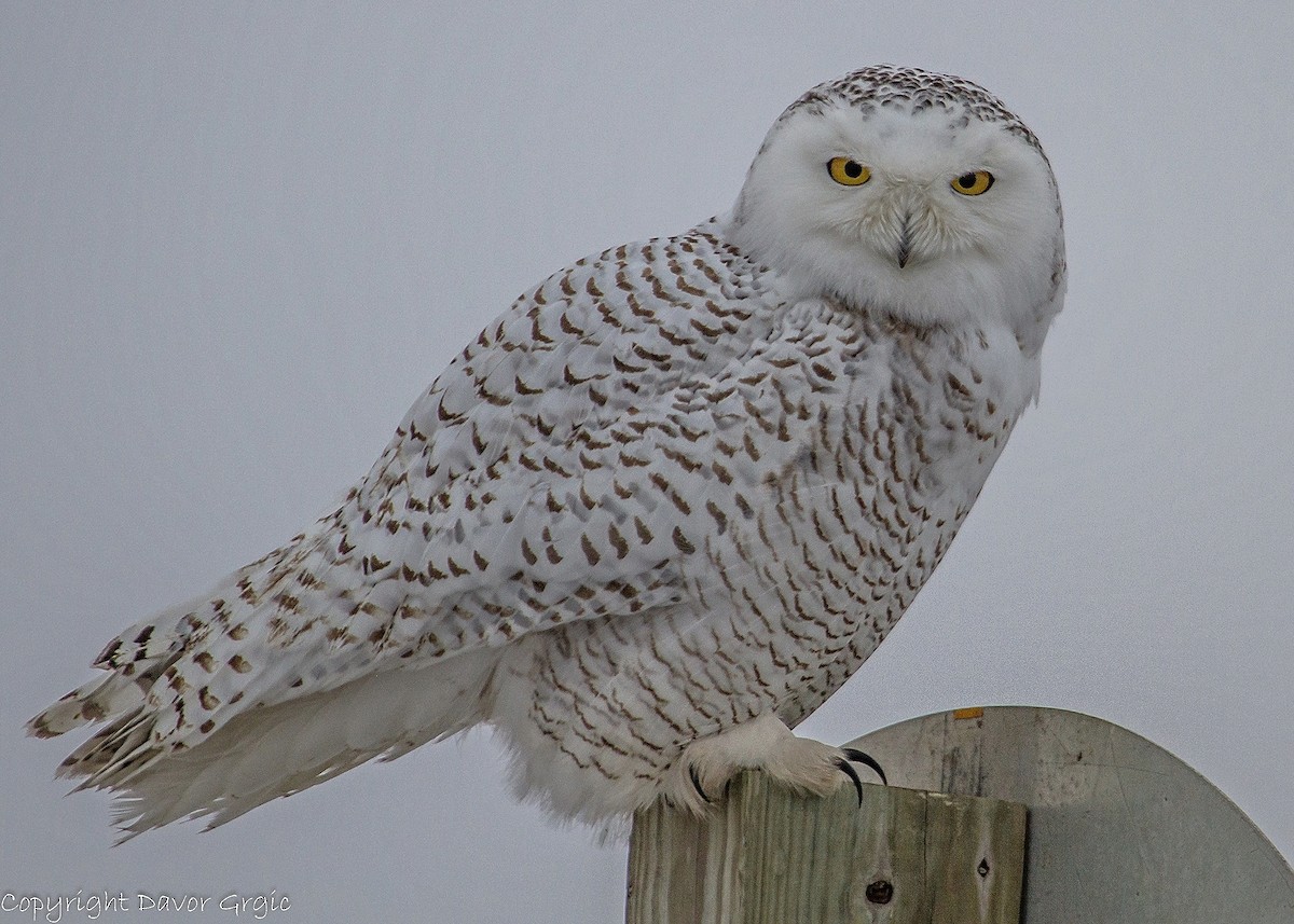 Snowy Owl - Davor Grgic