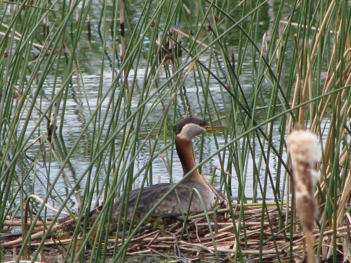 Red-necked Grebe - ML206423101