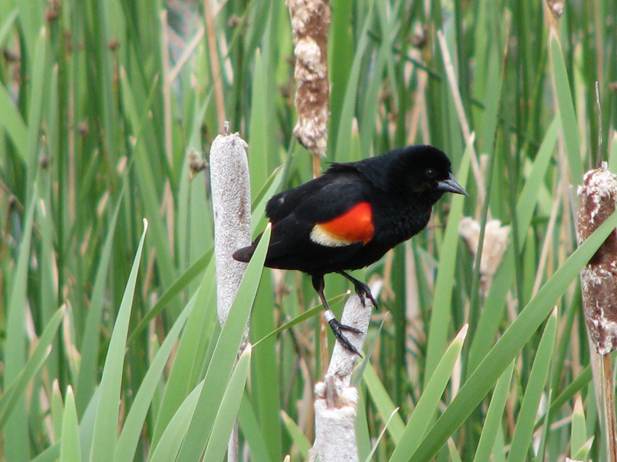 Red-winged Blackbird - ML206423191