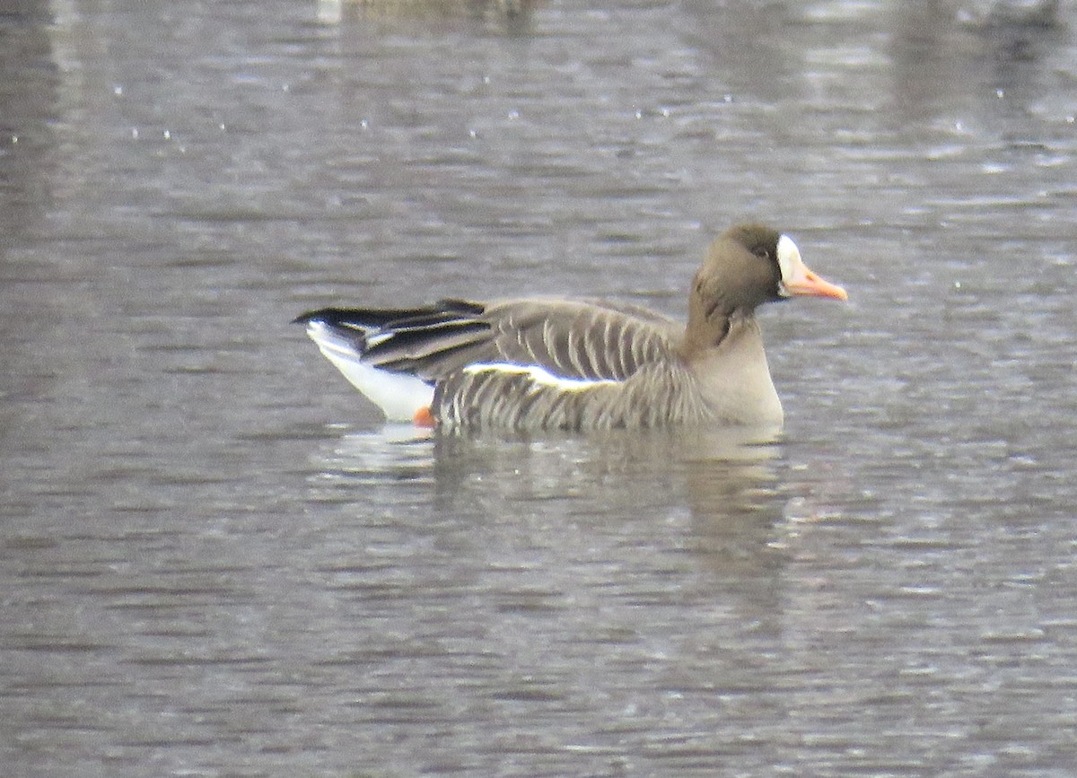 Greater White-fronted Goose - ML206423321