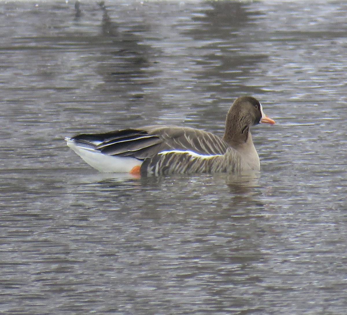 Greater White-fronted Goose - ML206423341
