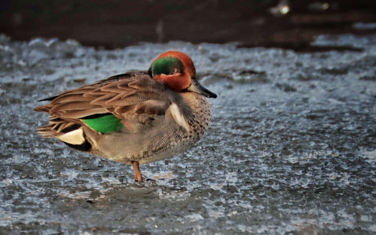 Green-winged Teal (American) - Mark Norman
