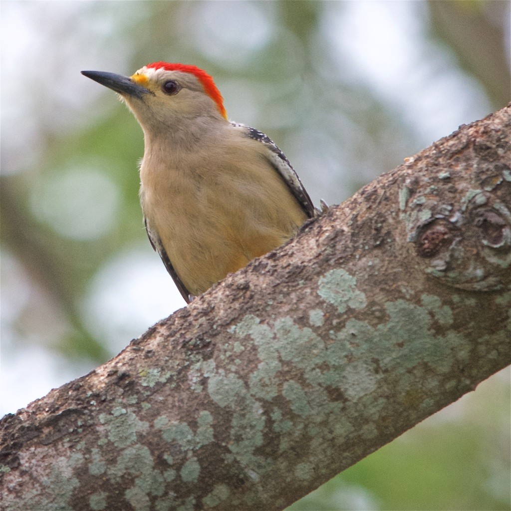 Golden-fronted Woodpecker - ML206426051