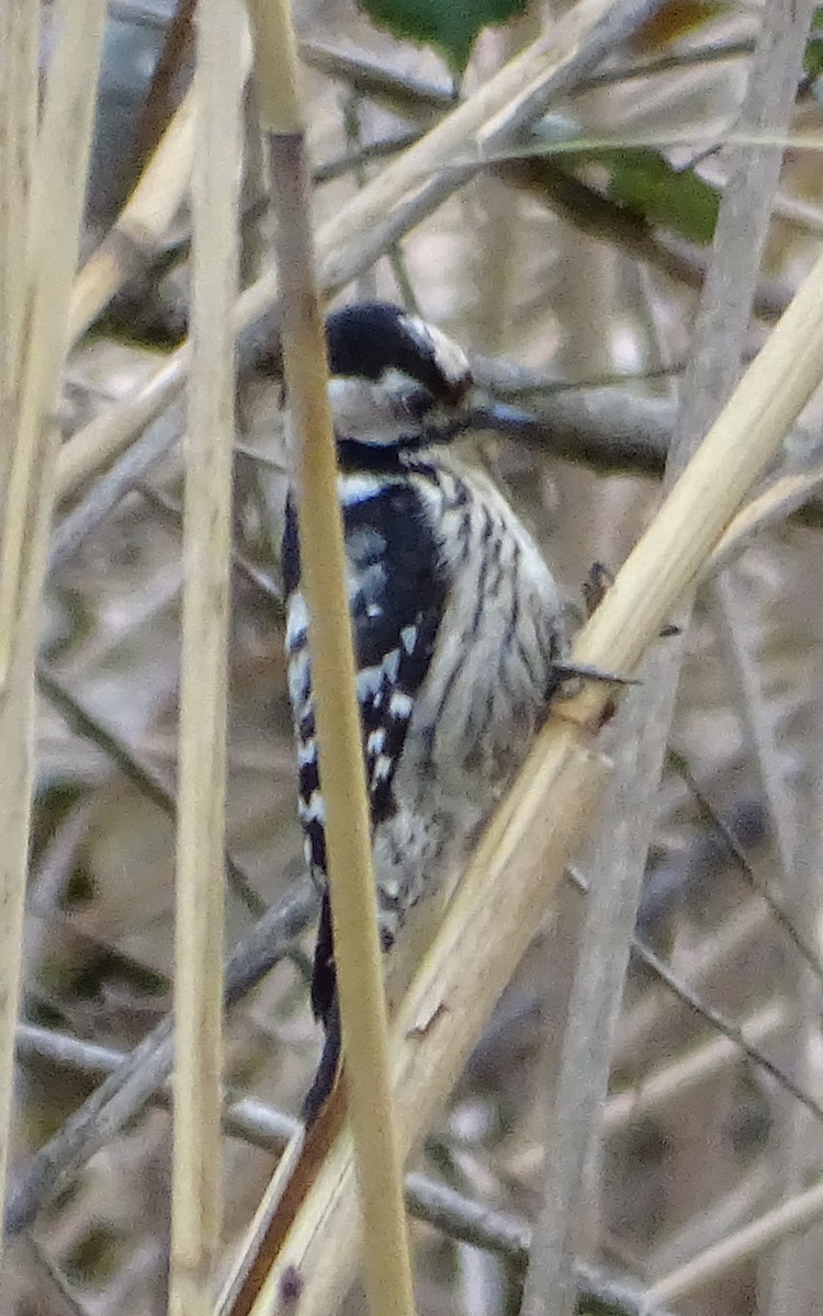 Lesser Spotted Woodpecker - ML206426171