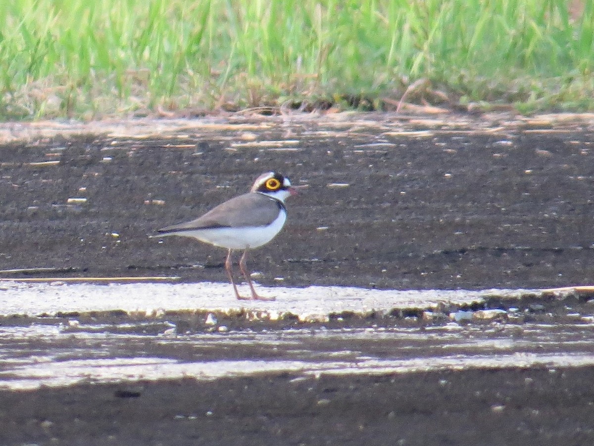 Little Ringed Plover - Mike Tuer