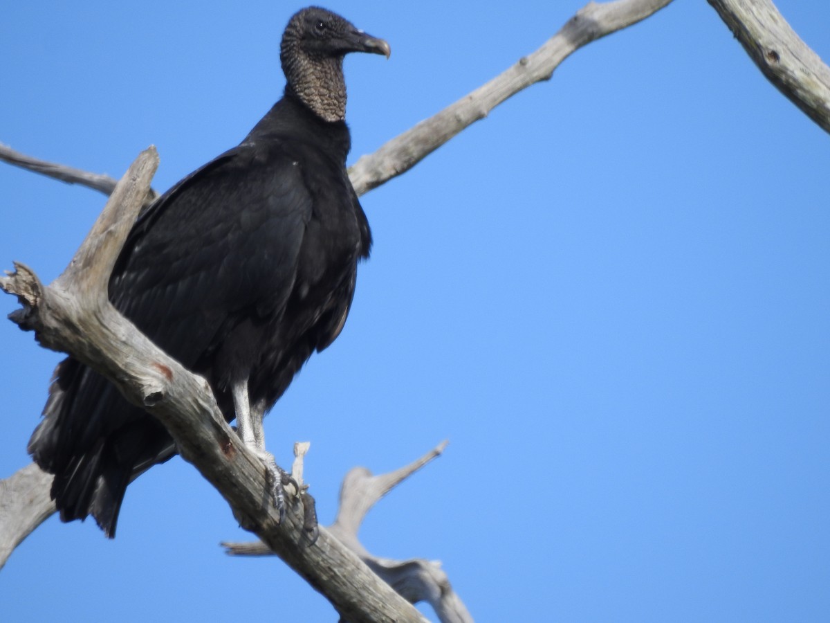 Black Vulture - Joe Sudomir