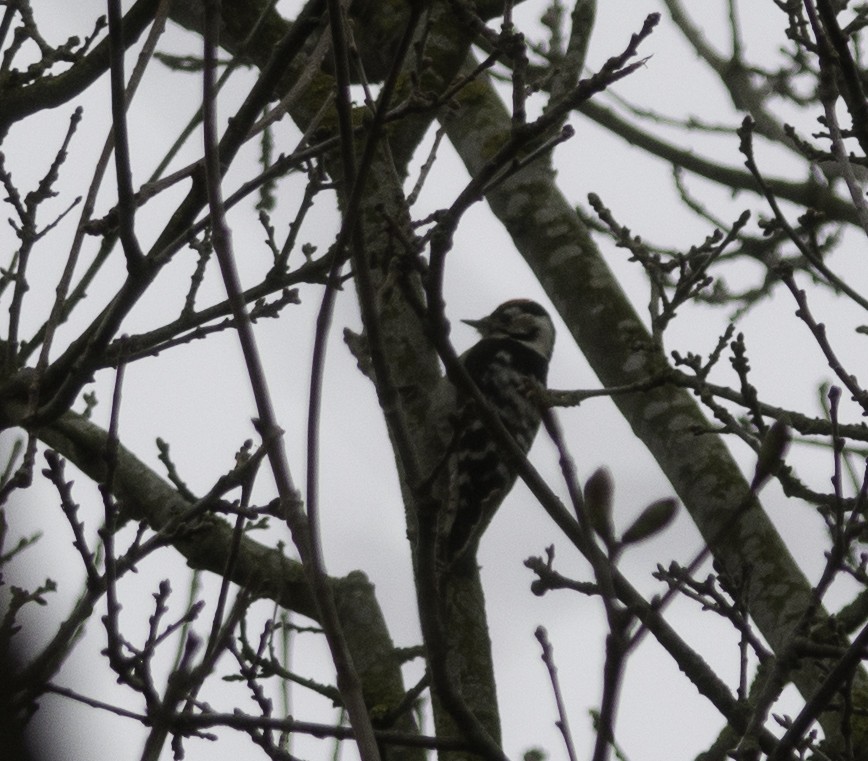 Lesser Spotted Woodpecker - Jacob Spinks