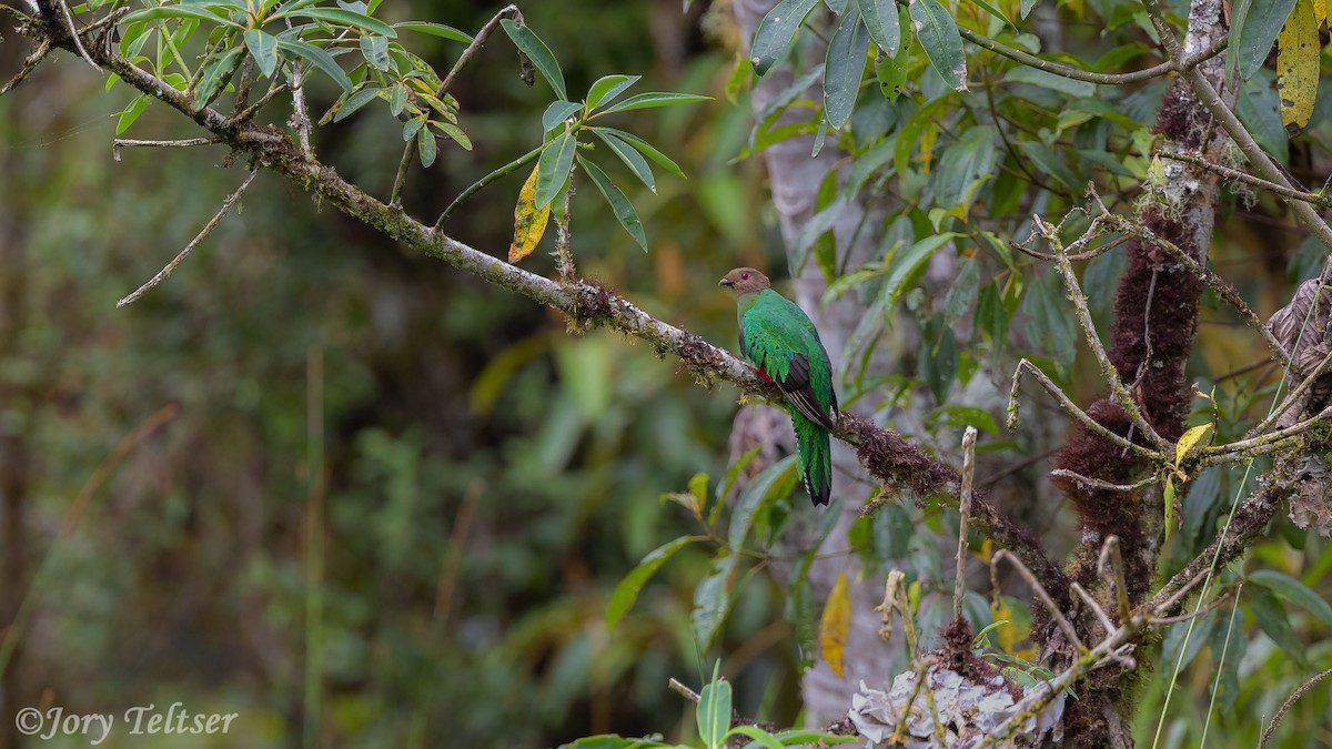 Crested Quetzal - ML206435831
