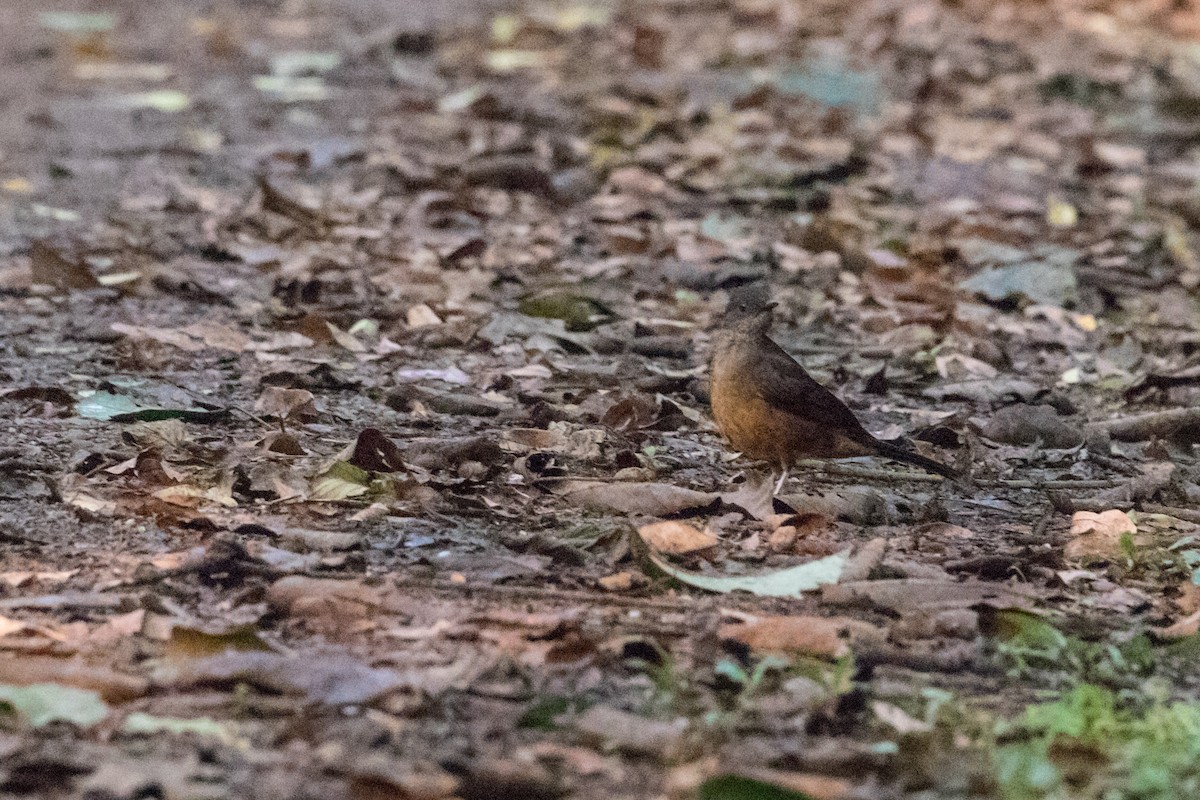 Red-tailed Ant-Thrush (Red-tailed) - ML206435891