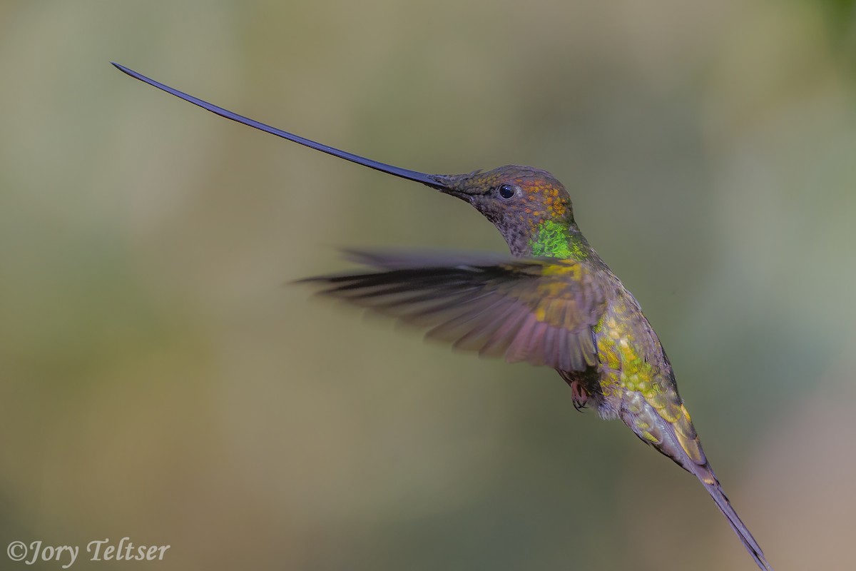 Sword-billed Hummingbird - ML206437851