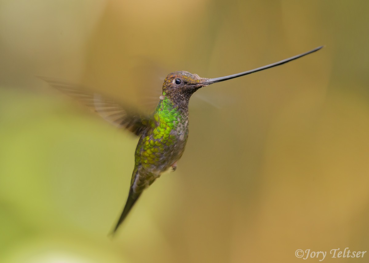Sword-billed Hummingbird - ML206437861