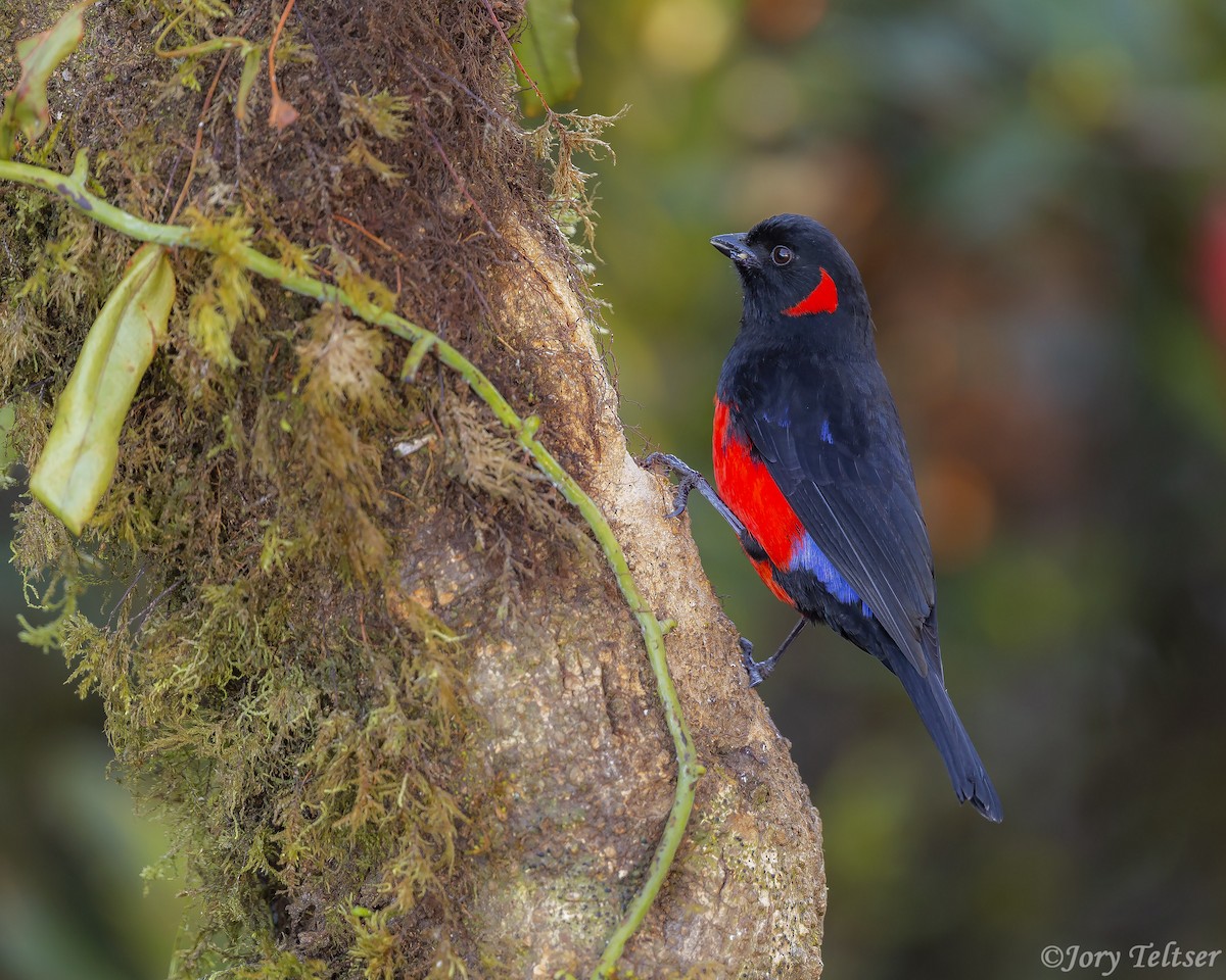 Scarlet-bellied Mountain Tanager - ML206438001