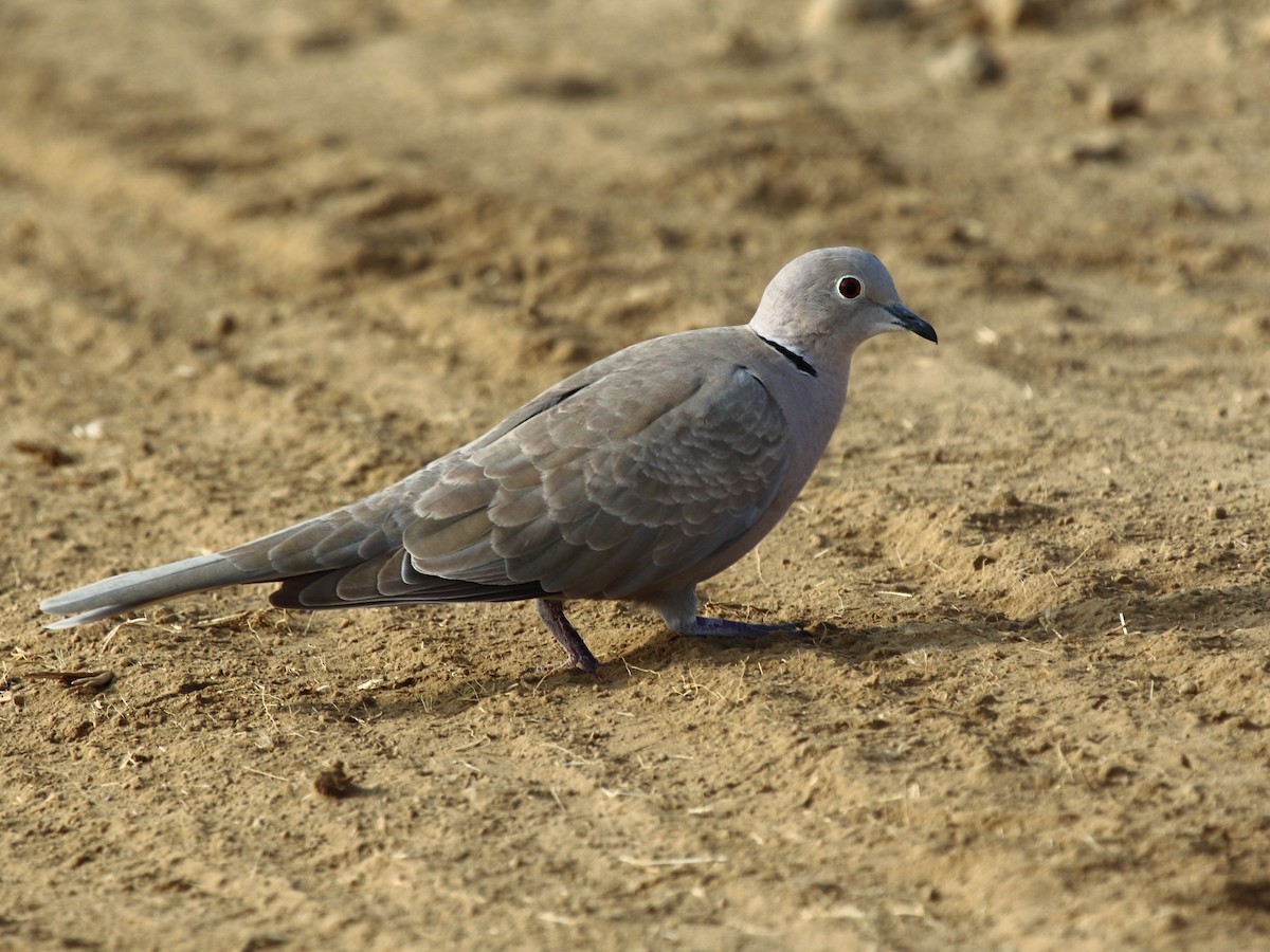 Eurasian Collared-Dove - Shekar Vishvanath