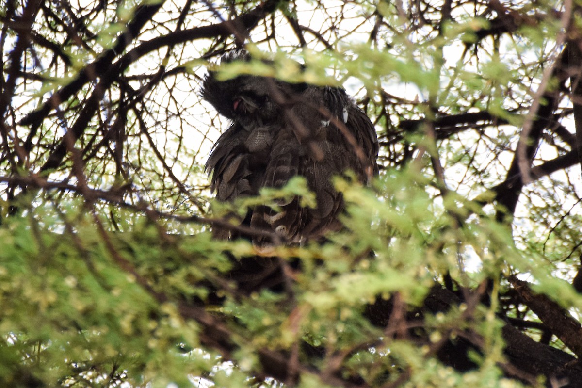 Verreaux's Eagle-Owl - Alison Bentley