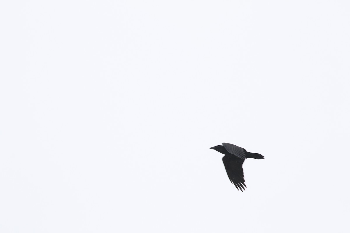 Common Raven - Jim Smallwood