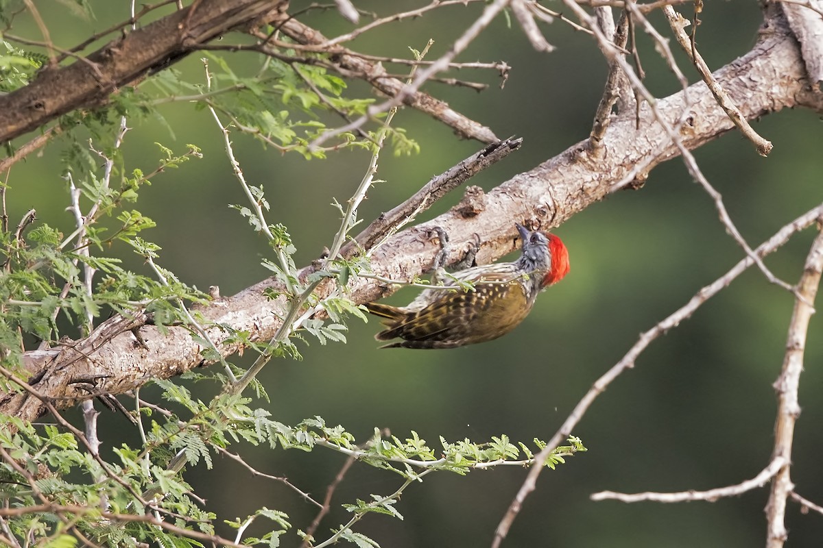 Cardinal Woodpecker - ML206441721