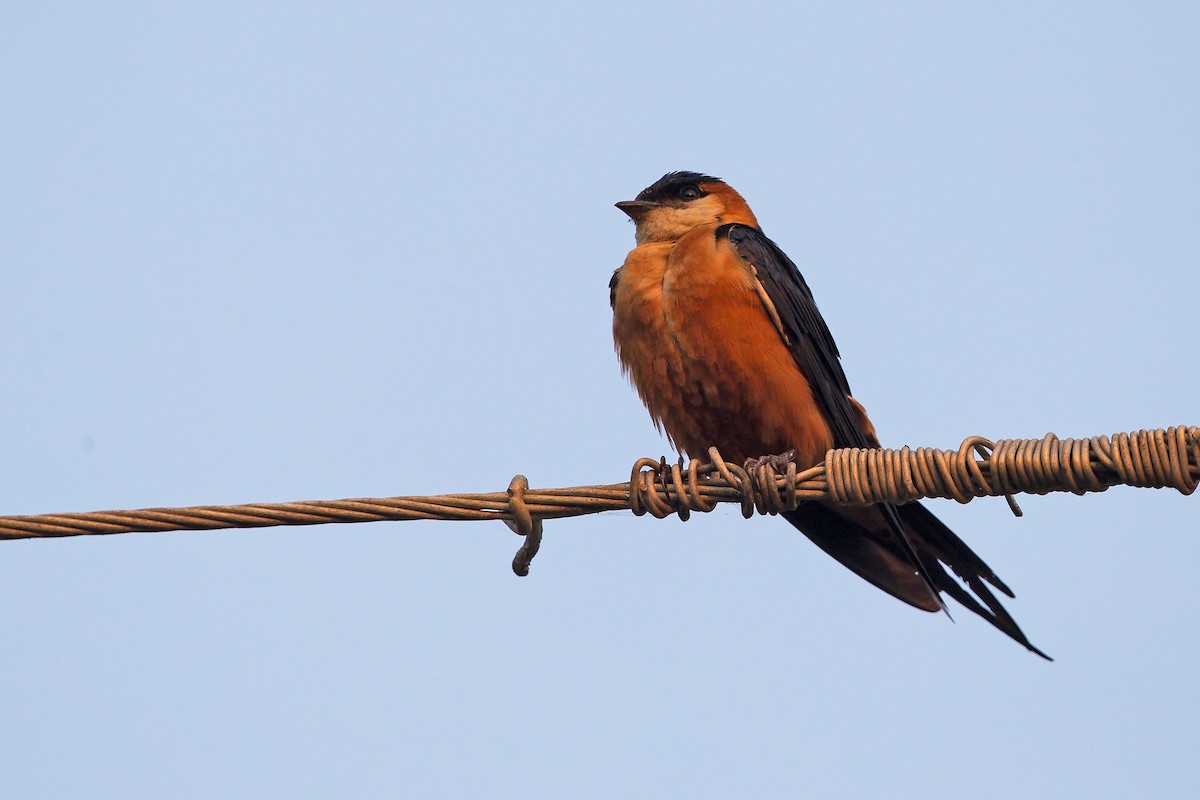 Rufous-chested Swallow - ML206441771