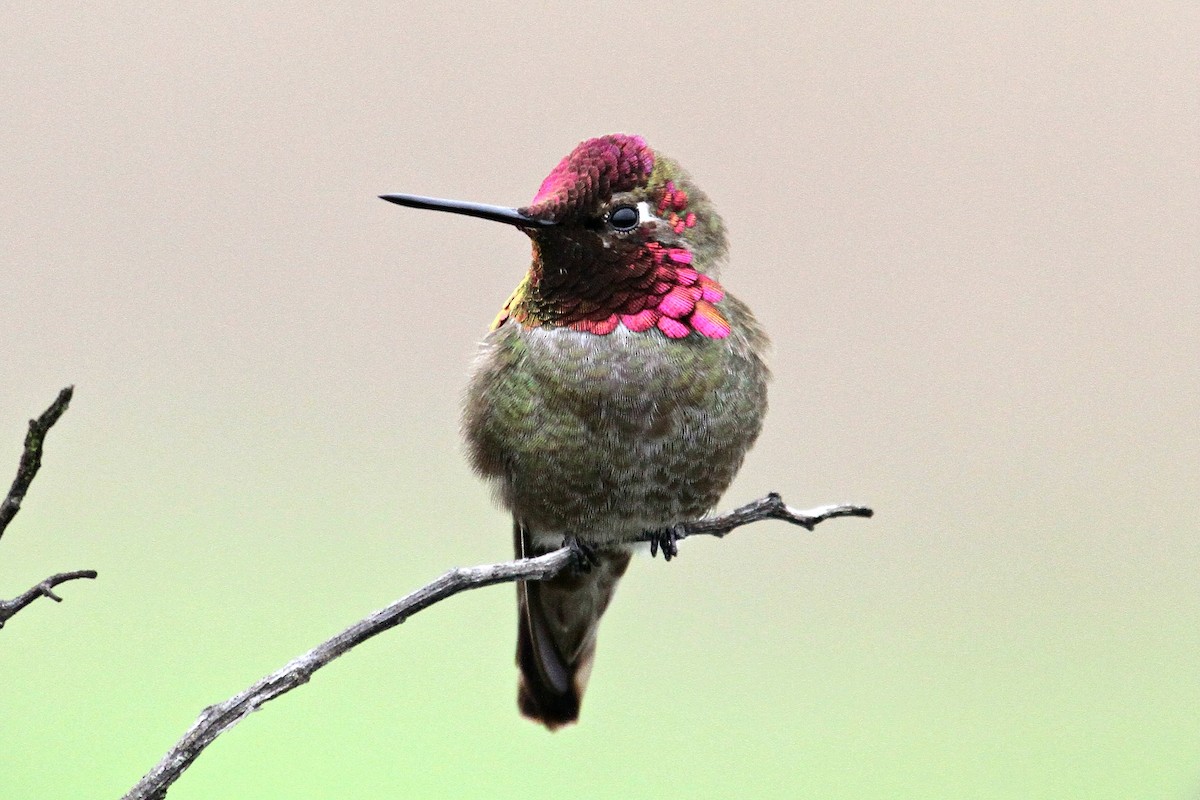 Anna's Hummingbird - Don Sterba