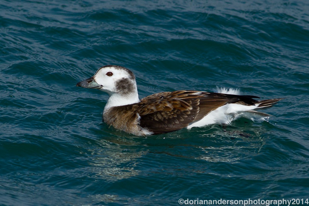 Long-tailed Duck - Dorian Anderson