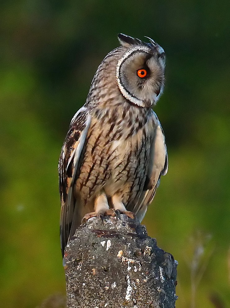 Long-eared Owl - Vladimir Deryabin