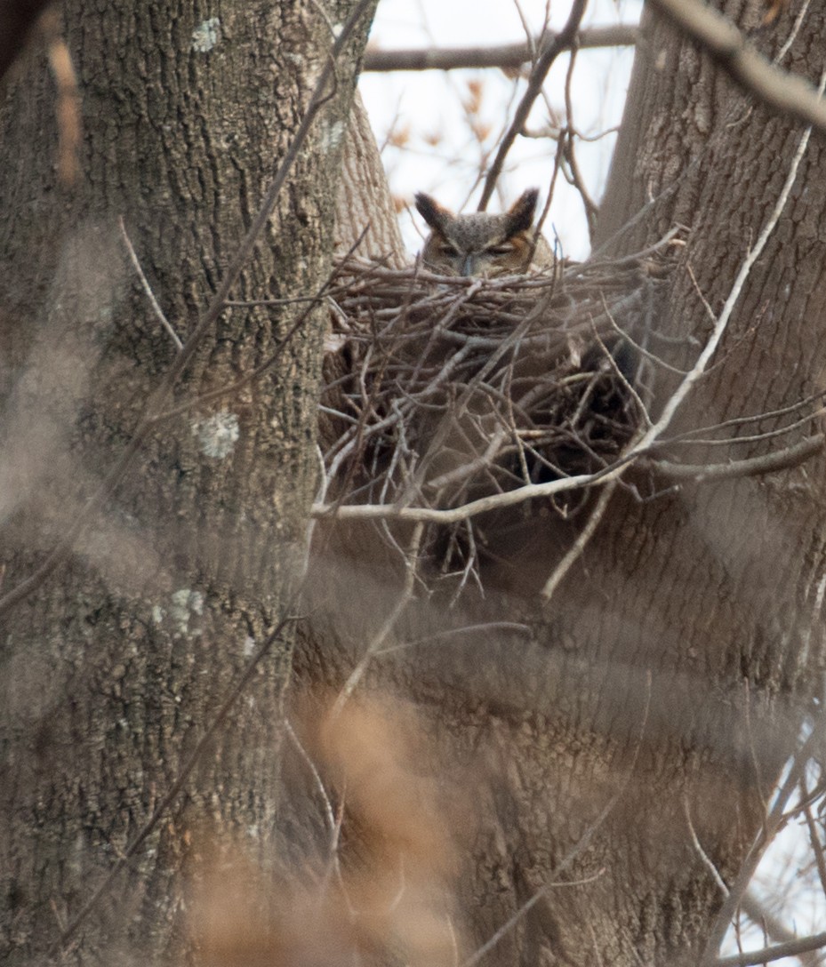 Great Horned Owl - ML206451141