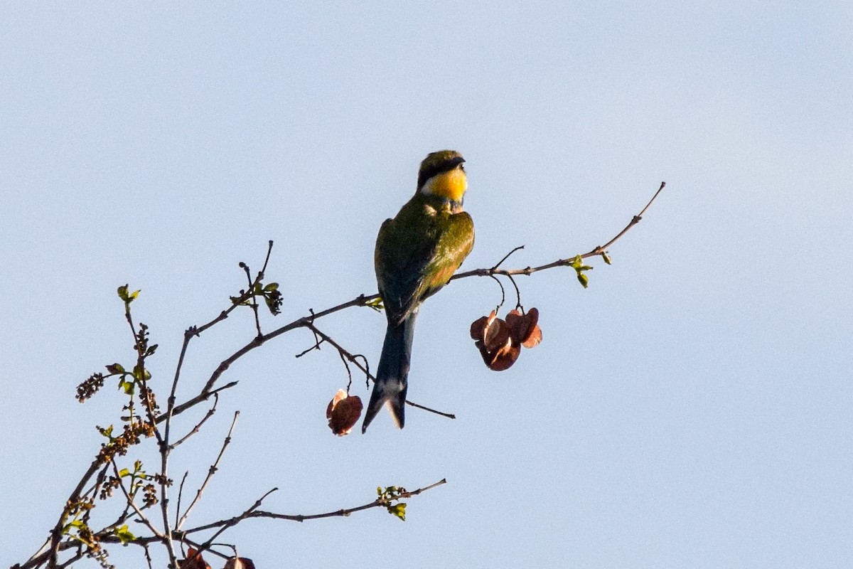 Swallow-tailed Bee-eater - ML206452731