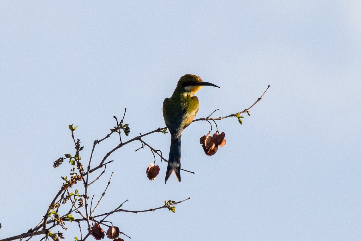 Swallow-tailed Bee-eater - Alison Bentley
