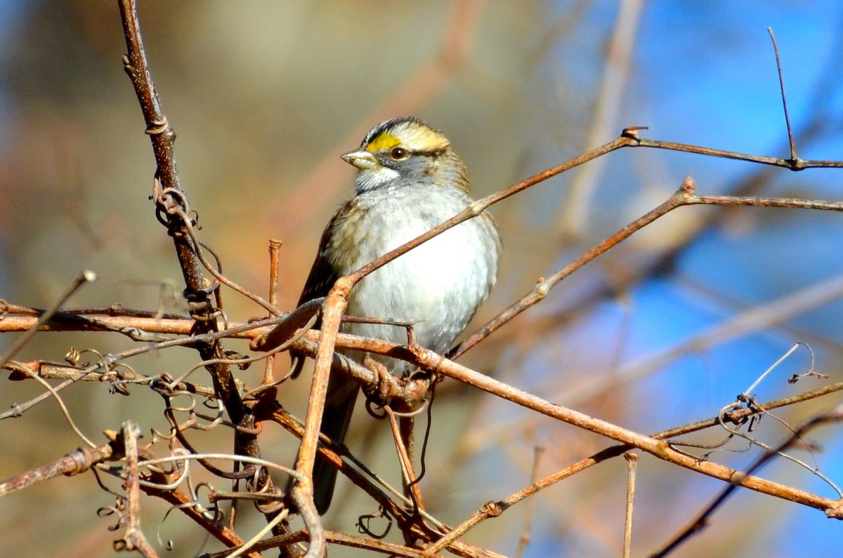 White-throated Sparrow - QL Fang