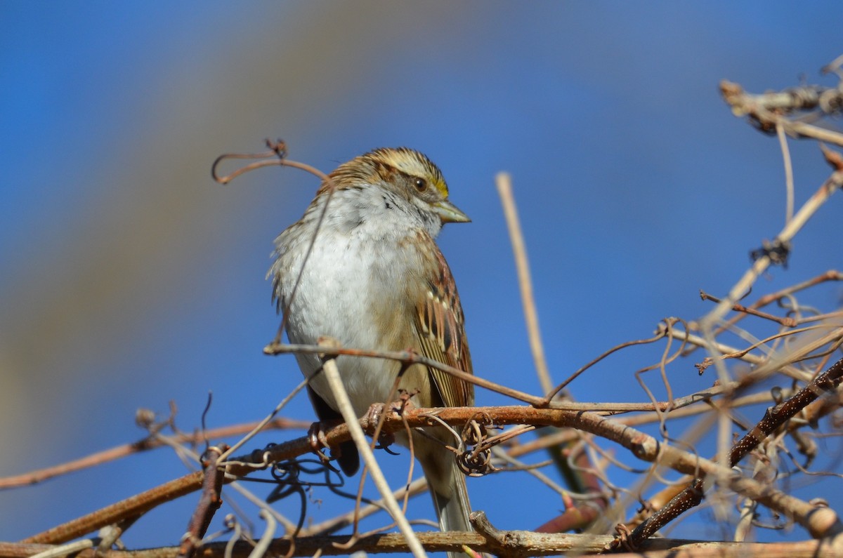 White-throated Sparrow - QL Fang