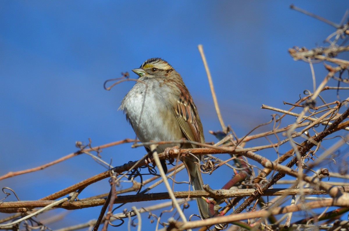 White-throated Sparrow - ML206454701