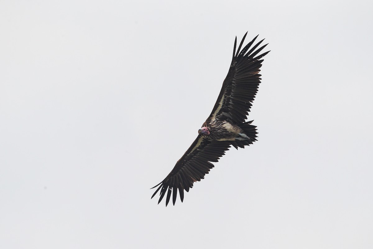 Lappet-faced Vulture - Marco Valentini