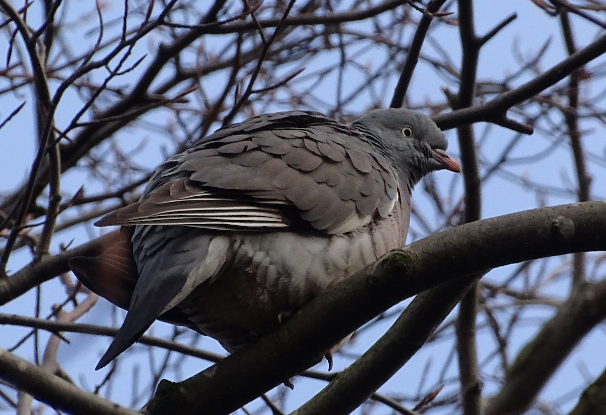 Common Wood-Pigeon (White-necked) - ML206458701