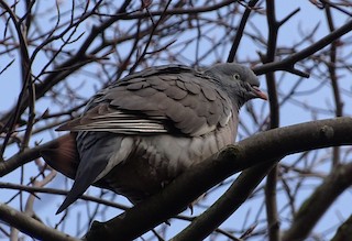 Common Wood-Pigeon (White-necked), ML206458701