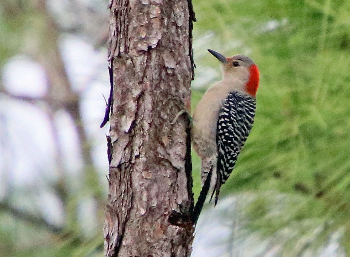 Red-bellied Woodpecker - ML206458871